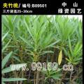 夹竹桃