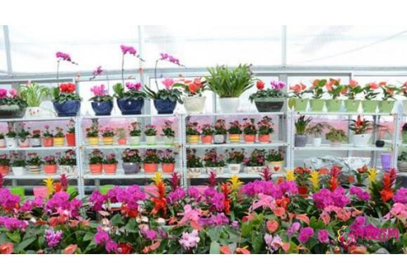烟台：花卉展销会重点推出六类精品花卉