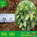菩提榕