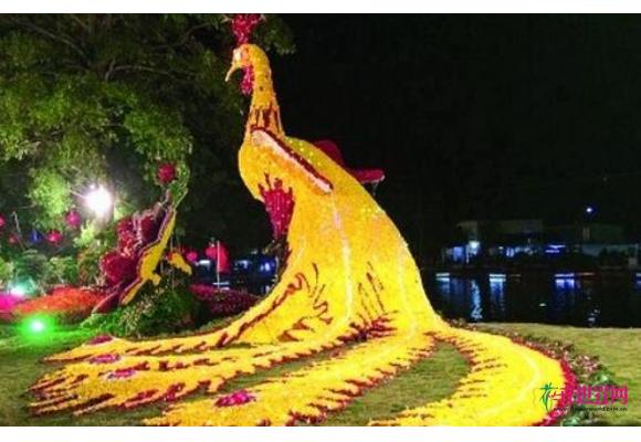 广东：花农巧夺天工 拼出“菊凤凰”