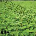 红瑞木