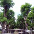 龙眼4