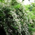 白花重瓣溲疏