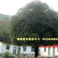 金桂花