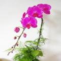 蝴蝶兰（光芒四射）