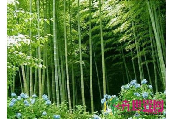 淡竹