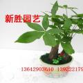 小森林