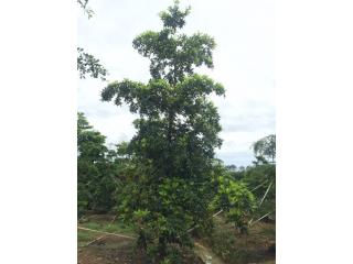 尖叶杜英