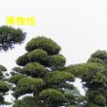罗汉松