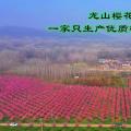 垂枝樱花