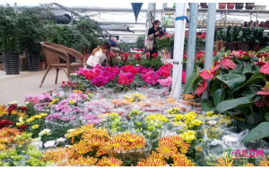 山东临沂:花卉一天一个价 新奇品种受青睐 山东临沂:花卉一天一个价 新奇品种受青睐
