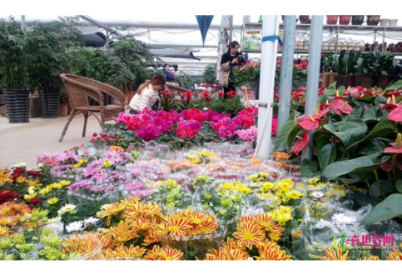 山东临沂:花卉一天一个价 新奇品种受青睐 山东临沂:花卉一天一个价 新奇品种受青睐