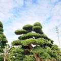 日本罗汉松