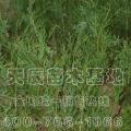 大量低价出售侧柏营养袋苗，侧柏营养钵苗