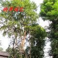 万紫千红