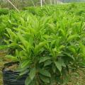 非洲茉莉