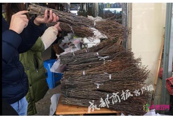 冬季“枯枝花”现身花卉市场和淘宝 请手下留情 冬季“枯枝花”现身花卉市场和淘宝 请手下留情