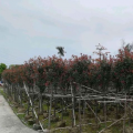 红叶石楠