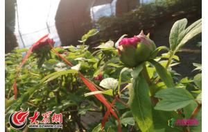 山东菏泽:“贺岁牡丹”隆冬怒放 山东菏泽:“贺岁牡丹”隆冬怒放