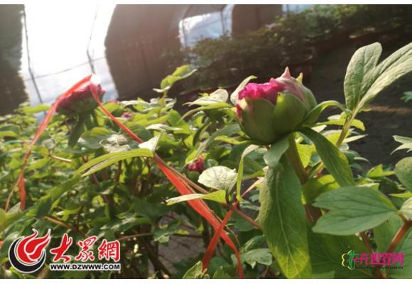 山东菏泽:“贺岁牡丹”隆冬怒放 山东菏泽:“贺岁牡丹”隆冬怒放