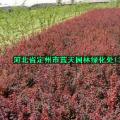 红叶小檗