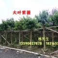 大叶紫薇