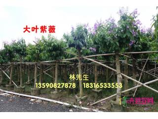 大叶紫薇