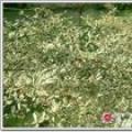 锦叶榄仁