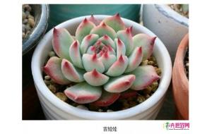 多肉植物暴利时代结束 “亲民”价格迎合市场要求 多肉植物暴利时代结束 “亲民”价格迎合市场要求