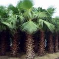 华盛顿棕榈（华棕）