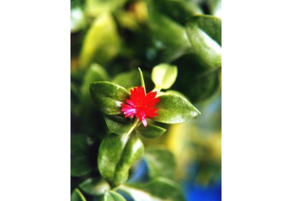 花蔓草