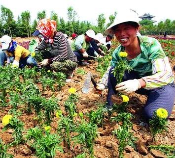 当垃圾场变成鲜花地(图)