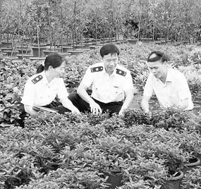 横琴局加强出境种苗花卉检验检疫监管（图）