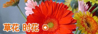 栏目介绍 草花