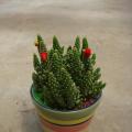 其它观叶植物
