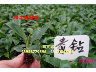泰钻蔓绿绒