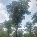 粉花山扁豆