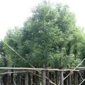 香樟树