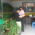红豆杉盆景加盟店