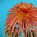 野菊花