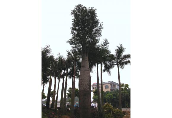 佛肚树