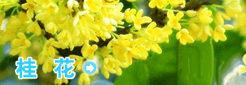 栏目介绍 -桂花
