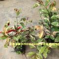 花叶红背桂