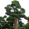 日本罗汉松