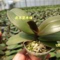 其它热带兰