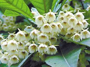 20种广州特色乡土植物广泛种植 打造亚运花城