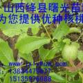 中林核桃苗