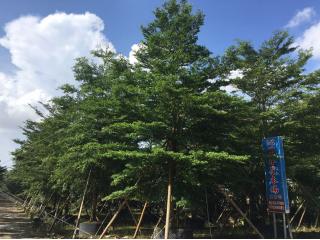 细叶榄仁