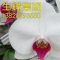 蝴蝶兰