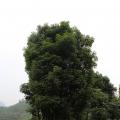 香樟